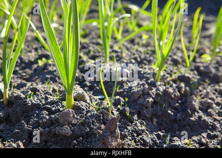 Feld mit grünen Knoblauch, junger Knoblauch, Sprossen von Knoblauch auf dunkle Erde, Landwirtschaft. Junger Knoblauch Pflanzen wächst in einem Feld. Stockfoto