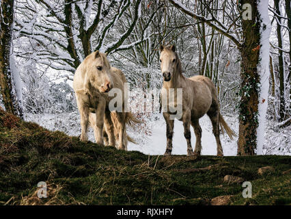 Paar weiße Welsh Mountain Ponys mit Schnee beladenen woodland Hintergrund - Composite Stockfoto