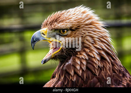 Close up Profil anzeigen der Jugendlichen Golden Eagle mit Schnabel öffnen Stockfoto