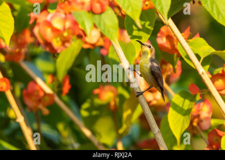 Weibliche Lila Sunbird hocken isoliert auf Orange chinesischen Hut Anlage Stockfoto
