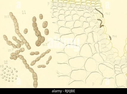 . Atti. Pflanzen, Pflanzen-- Italien; Cryptogamia; Mykologie. . Bitte beachten Sie, dass diese Bilder sind von der gescannten Seite Bilder, die digital für die Lesbarkeit verbessert haben mögen - Färbung und Aussehen dieser Abbildungen können nicht perfekt dem Original ähneln. extrahiert. Universität di Pavia. Istituto botanico; Universität di Pavia. Laboratorio crittogamico. Pavia [etc. ]: Spitze. Fusi [etc. ] Stockfoto