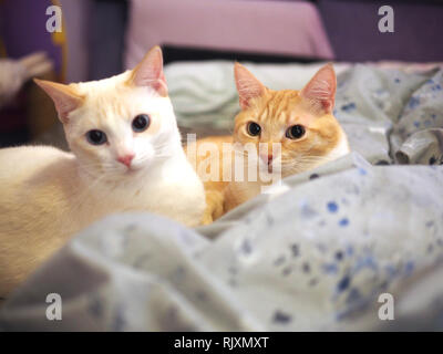 Die flamme Mitzie point Siam Kuscheln mit Mika die orange Tabby auf dem Bett Stockfoto