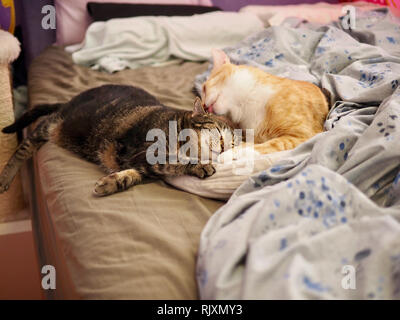 Die Mintie tabby und Mika die orange tabby Kuscheln auf dem Bett Stockfoto