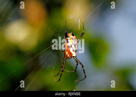 Garden Spider Argiope aurantia, Coorg, Karnataka, Indien Stockfoto