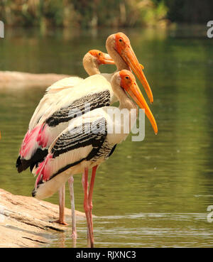 Painted Stork, Mycteria leucocephala, Ranganathittu Vogelschutzgebiet, Karnataka, Indien Stockfoto