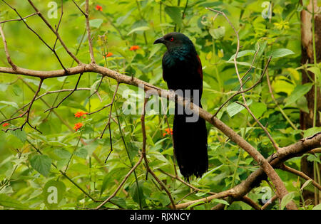 Greater Coucal, Centropus sinensis, Bandipur National Park, Karnataka, Indien Stockfoto