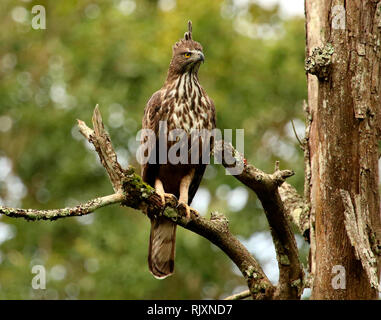 Veränderlicher Falkadler oder Haubenfalkadler, Nisaetus cirrhatus, Bandipur National Park, Karnataka, Indien Stockfoto