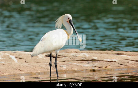 Eurasischen Löffel Rechnung im Gefieder, Platalea leucorodia, Ranganathittu Vogelschutzgebiet, Karnataka, Indien Stockfoto