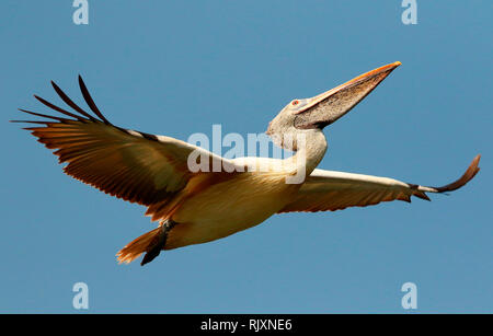 Ort abgerechnet Pelican im Flug, Pelecanus philippensis, Ranganathittu Vogelschutzgebiet, Karnataka, Indien Stockfoto