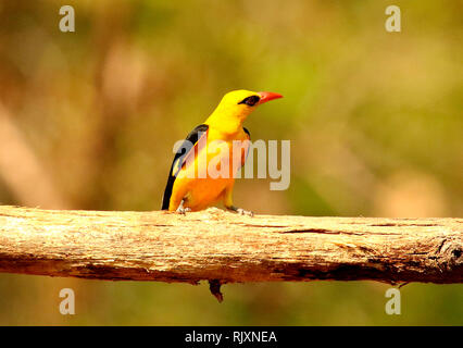 Pirol, Oriolus oriolus, Thettekad, Kerala, Indien Stockfoto