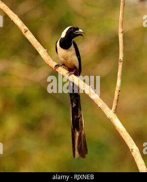 White Bellied Treepie, Dendrocitta leucogastra Thettekad, Kerala, Indien Stockfoto