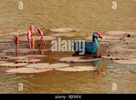 Lila haben, Porphyrio poliocephalus, Lalbagh, Bangalore, Karnataka, Indien Stockfoto