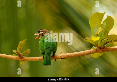 Weiß ist Barbet, Psilopogon viridis, Lalbagh, Bangalore, Karnataka, Indien Stockfoto