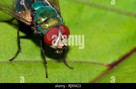 Blaue flasche Fliegen, Calliphora vomitoria, Lalbagh, Bangalore, Karnataka, Indien Stockfoto