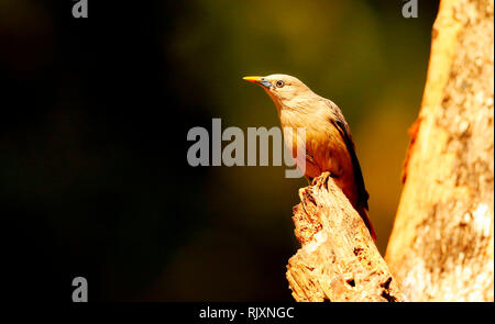 Blyth's Starling, Sturnia malabarica, Ganeshgudi, Karnataka, Indien Stockfoto