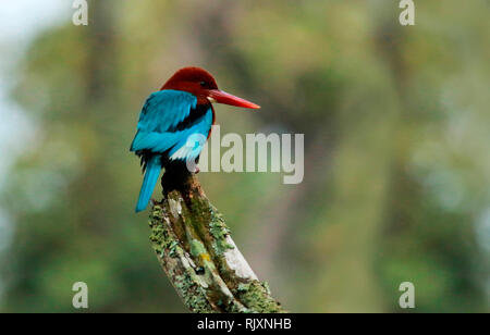 Weiße Breasted Kingfisher, Halcyon smyrnensis, Bandipur National Park, Karnataka, Indien Stockfoto