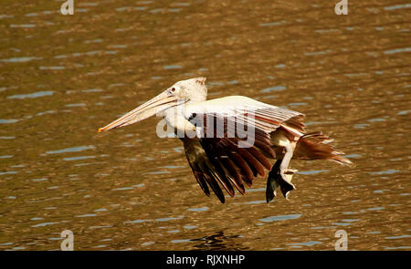 Ort abgerechnet Pelican im Flug, Pelecanus philippensis, Ranganathittu Vogelschutzgebiet, Karnataka, Indien Stockfoto