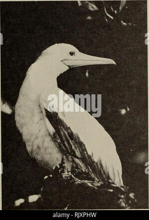 . Atoll Forschung Bulletin. Korallenriffe und Inseln; Meeresbiologie; Marine Sciences. 29. Fregatte - Vögel tauchen für Wasser bei Fregatte Pool, South Island.. 30. Juvenile Red-footed Booby, Sula sula Rubripes auf Polymnie (Foto: R.Gaymer).. Bitte beachten Sie, dass diese Bilder sind von der gescannten Seite Bilder, die digital für die Lesbarkeit verbessert haben mögen - Färbung und Aussehen dieser Abbildungen können nicht perfekt dem Original ähneln. extrahiert. Smithsonian Institution. Drücken Sie; National Research Council (U. S.). Pacific Science Board, Smithsonian Institution, National Museum of Natural H Stockfoto