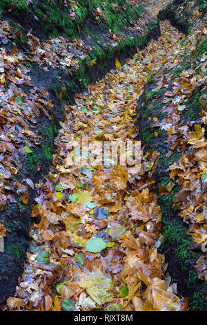 Nasse schmalen Pfad in den späten Herbst. Bunte und lebendige Laub auf der Straße, die durch die Bäume Stockfoto