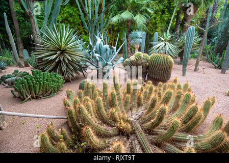 Die Majorell Garten ist ein botanischer Garten und Landschaft Garten in Marrakesch, Marokko. Jardin Majorelle Kakteen und tropischen Palmen. Stockfoto