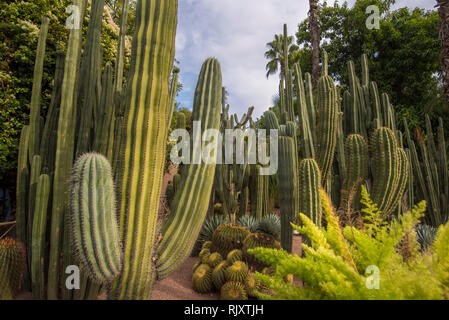 Die Majorell Garten ist ein botanischer Garten und Landschaft Garten in Marrakesch, Marokko. Jardin Majorelle Kakteen und tropischen Palmen. Stockfoto