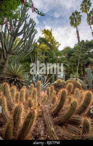 Die Majorell Garten ist ein botanischer Garten und Landschaft Garten in Marrakesch, Marokko. Jardin Majorelle Kakteen und tropischen Palmen. Stockfoto