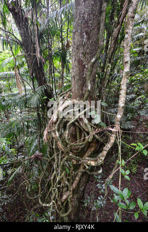 Entertwinned Lianen im tropischen Regenwald im Barron Falls National Park, Far North Queensland, FNQ, QLD, Australien Stockfoto