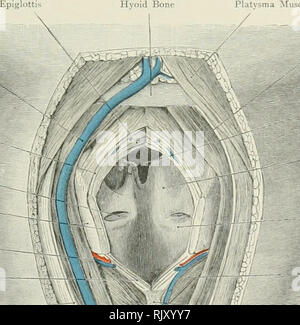 . Atlas der Angewandten (Topografische) menschlichen Anatomie für Studenten und Praktiker. Anatomie. Platvsma M^uscle Sternohyoid Muskel'^^%" f-Vocal Cord. Bitte beachten Sie, dass diese Bilder sind von der gescannten Seite Bilder, die digital für die Lesbarkeit verbessert haben mögen - Färbung und Aussehen dieser Abbildungen können nicht perfekt dem Original ähneln. extrahiert. Bardeleben, Karl Heinrich, 1849-1919; Haeckel, Ernst Heinrich Philipp August, 1834-1919. London: Rebman Limited, New York, Rebman Unternehmen Stockfoto