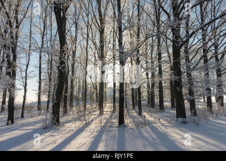 Licht der tief stehenden Sonne zwischen den Zweigen der Bäume ohne Blätter glänzend mit Schnee bedeckten Boden im Winter Stockfoto