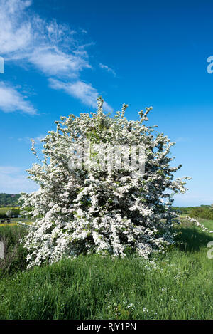 Ein Hawthorne tree in voller Blüte in der englischen Landschaft Stockfoto