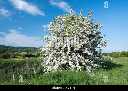 Mai Baum in voller Blüte in der englischen Landschaft Stockfoto