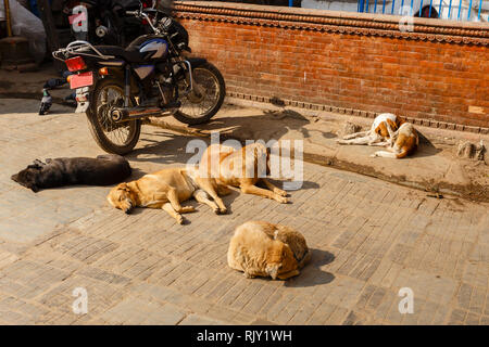 Hunde liegen und in der Sonne aalen außerhalb, Kathmandu, Nepal Stockfoto