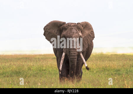 Einsame Elefant close-up. Im Krater der Ngorongoro. Tansania, Afrika Stockfoto