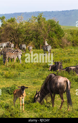 Kleine Herde von zebraz und Gnus in Ngorongoro Krater. Tansania, Afrika Stockfoto