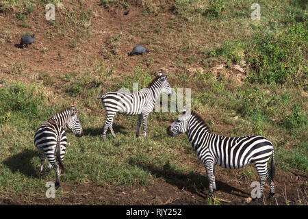 Zebras am Ufer des kleinen Teich. Tansania, Afrika Stockfoto