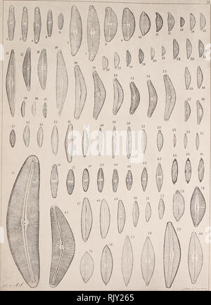 . Atlas der Diatomaceen-Kunde. A. Schmi. lt' - Diatora-Atlas. Bitte beachten Sie, dass diese Bilder sind von der gescannten Seite Bilder, die digital für die Lesbarkeit verbessert haben mögen - Färbung und Aussehen dieser Abbildungen können nicht perfekt dem Original ähneln. extrahiert. Schmidt, Adolf, 1812-1899. Reisland Leipzig: O. R. Stockfoto