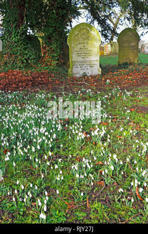 Ein Blick auf die Schneeglöckchen, Galanthus nivalis, unter Grundsteine in einem englischen Gottesacker in Shelton, Norfolk, England, Vereinigtes Königreich, Europa. Stockfoto