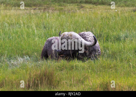 Einsame alte Büffel in den Ngorongoro Krater. Tansania, Afrika Stockfoto