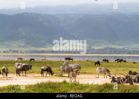 Landschaft der NgoroNgoro Krater. Herden von Pflanzenfressern. Tansania, Afrika Stockfoto