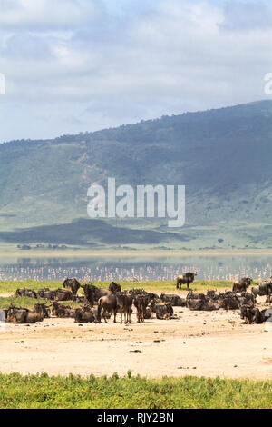 Ein kleiner See innerhalb des Kraters. NgoroNgoro, Tansania. Eastest Afrika Stockfoto