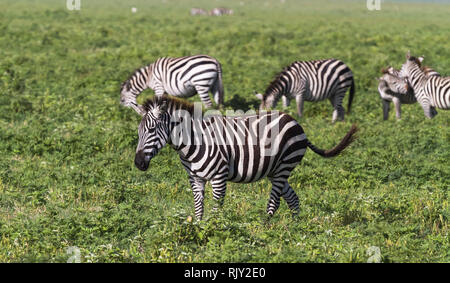 Kleine Herde Zebras in NgoroNgoro Krater. Tansania, Afrika Stockfoto