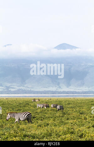 Landschaft der NgoroNgoro Krater. Tansania, Afrika Stockfoto