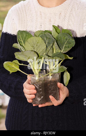 Frau hält Kohl Sämlinge in Kunststoff Töpfe mit Erde bereit, in den Garten zu pflanzen. Anbau von Gemüse. Stockfoto