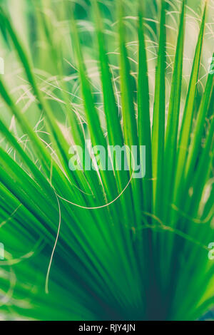 Nahaufnahme von einem grünen stacheligen Blätter eines Lemon Grass Stockfoto