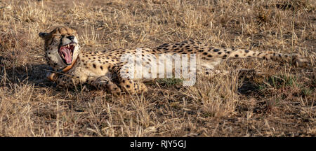 Nach Geparden gähnt Im liegen in Namibia Stockfoto