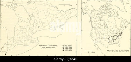 . Atlas der seltenen Pflanzen von Ontario. Seltene Pflanzen, Botanik. Atlas der seltenen Pflanzen von Ontario/Atlas des Plantes rares vasculaires de l'Ontario CAPRIFOLIACEAE Triosteum angustifolium L. Feverwort Triest. Nach dem Après/D': Duncan 1973 HABITAT: Trocken, lichten Wäldern. STATUS: Selten in Kanada. Möglicherweise in Delaware ausgerottet; in Alabanna, Kansas, Minnesota, New Jersey und New York. Anmerkungen: Zuerst in Ontario im Jahr 1971 entdeckt. Es konnte nicht das folgende Jahr verlegt werden (Duncan 1973), aber Ihr - Barium Proben zeigen, dass es im Jahr 1981 noch vorhanden war. Lebensraum: Forêts Claires et sèches. SITU Stockfoto