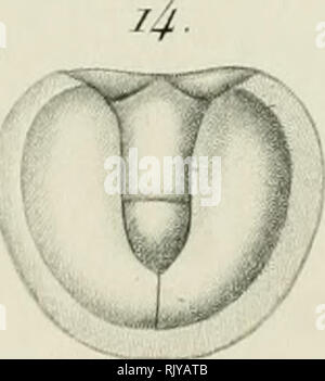 . Histoire Naturelle de crustacés, comprenant l'anatomie, la Physiologie et la Klassifizierung de ces animaux. Krebstiere. . Bitte beachten Sie, dass diese Bilder sind von der gescannten Seite Bilder, die digital für die Lesbarkeit verbessert haben mögen - Färbung und Aussehen dieser Abbildungen können nicht perfekt dem Original ähneln. extrahiert. (Henri Milne-Edwards, H.), 1800-1885. Paris, Roret Stockfoto