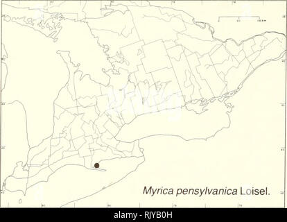 . Atlas der seltenen Pflanzen von Ontario. Seltene Pflanzen, Botanik. Atlas der seltenen Pflanzen von Ontario/Atlas des vasculalres Plantes rares de l'Ontario. Myrica pensylvanica Loisel. ". Bitte beachten Sie, dass diese Bilder sind von der gescannten Seite Bilder, die digital für die Lesbarkeit verbessert haben mögen - Färbung und Aussehen dieser Abbildungen können nicht perfekt dem Original ähneln. extrahiert. Argus, George W. (George William); nationale Museum der Naturwissenschaften (Kanada). Botanik Abteilung. Ottawa: Botanik Division, National Museum der Naturwissenschaften = Division de la Botan Stockfoto