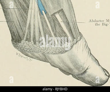 . Atlas der Angewandten (Topografische) menschlichen Anatomie für Studenten und Praktiker. Anatomie. --Ich-internen Malleolus - Interne, seitliche Ligament luberclc der karpalknochen Knochen Entführer Muskel des Big-Toe. Abb. 189. Sehnenscheiden hinter der internen Medialis. '/, Nat. 8 ize. llebman Liiniled, Loiiiluu. RebiiiMii Comiiany, New York. Bitte beachten Sie, dass diese Bilder sind von der gescannten Seite Bilder, die digital für die Lesbarkeit verbessert haben mögen - Färbung und Aussehen dieser Abbildungen können nicht perfekt dem Original ähneln. extrahiert. Bardeleben, Karl Heinrich, 1849-1919; Haecke Stockfoto