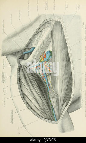 . Atlas der Angewandten (Topografische) menschlichen Anatomie für Studenten und Praktiker. Anatomie. OQ o Ein "o CO Ji O W 2'3,^z.b. O eine CO 1^. Bitte beachten Sie, dass diese Bilder sind von der gescannten Seite Bilder, die digital für die Lesbarkeit verbessert haben mögen - Färbung und Aussehen dieser Abbildungen können nicht perfekt dem Original ähneln. extrahiert. Bardeleben, Karl Heinrich, 1849-1919; Haeckel, Ernst Heinrich Philipp August, 1834-1919. London: Rebman Limited, New York, Rebman Unternehmen Stockfoto